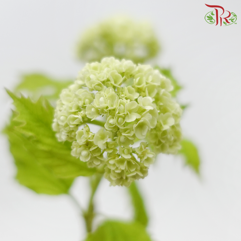 Viburum Opulus (2 Stems)-Japan-prflorist.com.my