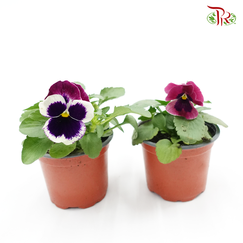Viola 《三色堇》-Pudu Ria Florist-prflorist.com.my