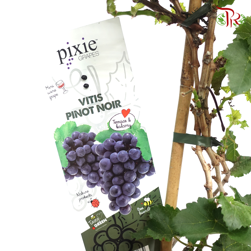 Vitis Vinifera  《葡萄》 (Random choose Color)