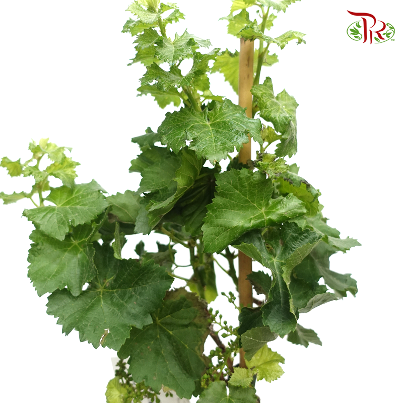Vitis Vinifera  《葡萄》 (Random choose Color)
