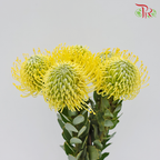 Leucospermum  (5 Stems)