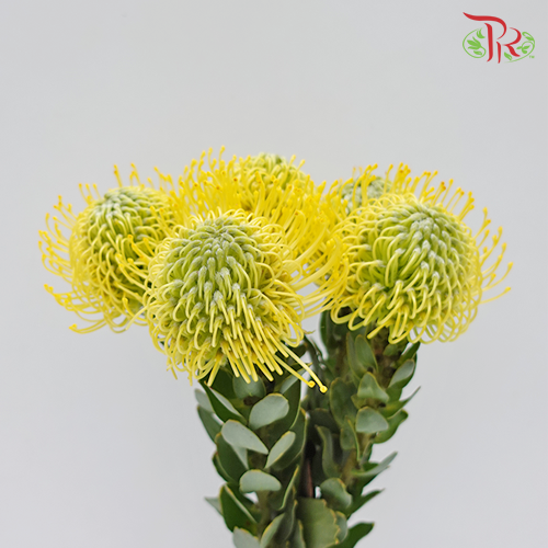 Leucospermum  (5 Stems)