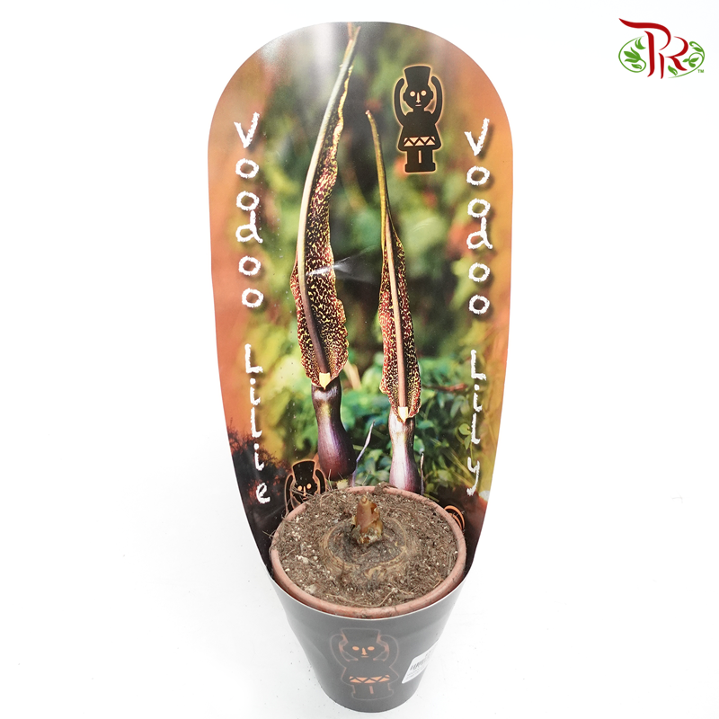 Voodoo Lily 《伏都百合》-Pudu Ria Florist-prflorist.com.my