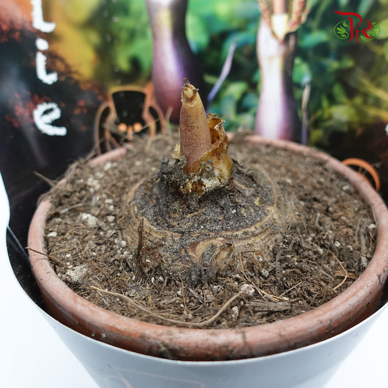 Voodoo Lily 《伏都百合》-Pudu Ria Florist-prflorist.com.my