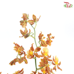 Orchid Oncidium Dancing Lady- Spring Maple -Golden Brown - (5 Stems) - Pudu Ria Florist