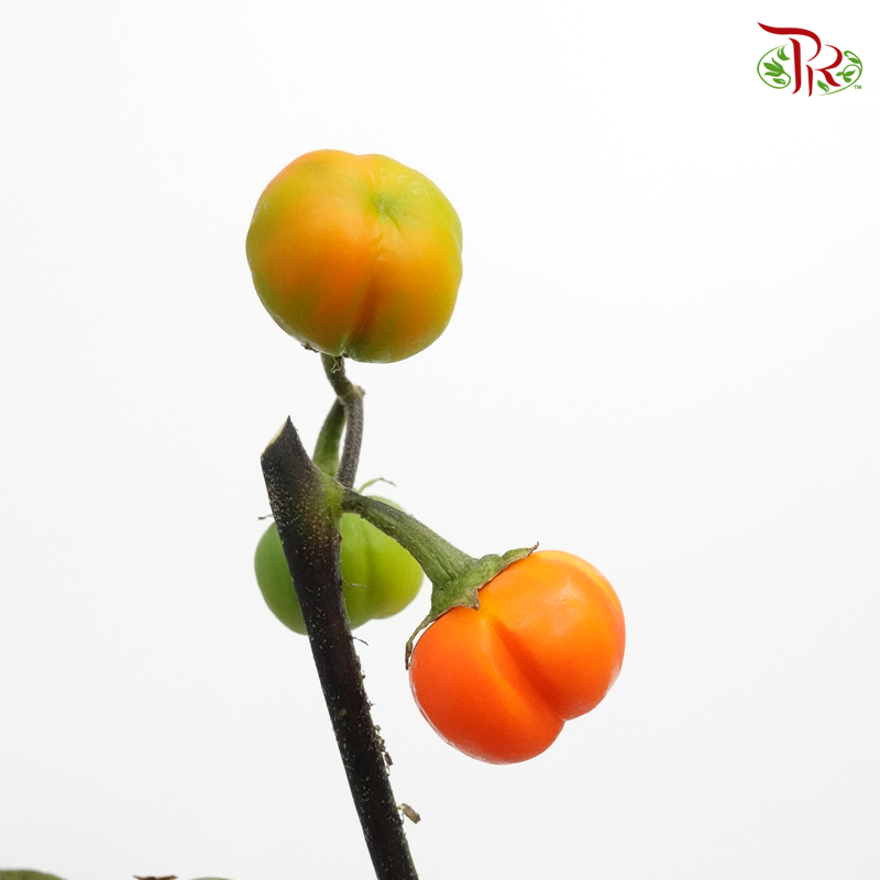 Mini Tomato - (Per Bunch) - Pudu Ria Florist
