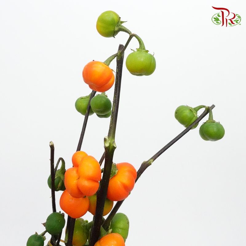 Mini Tomato - (Per Bunch) - Pudu Ria Florist