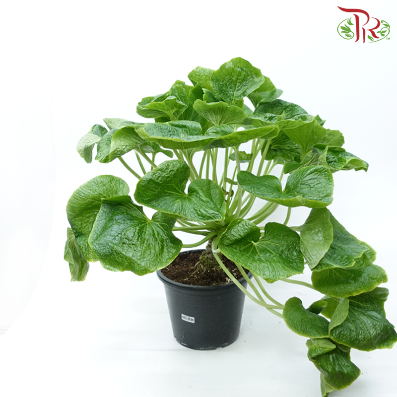 Wasabi Plant P270 《芥末》