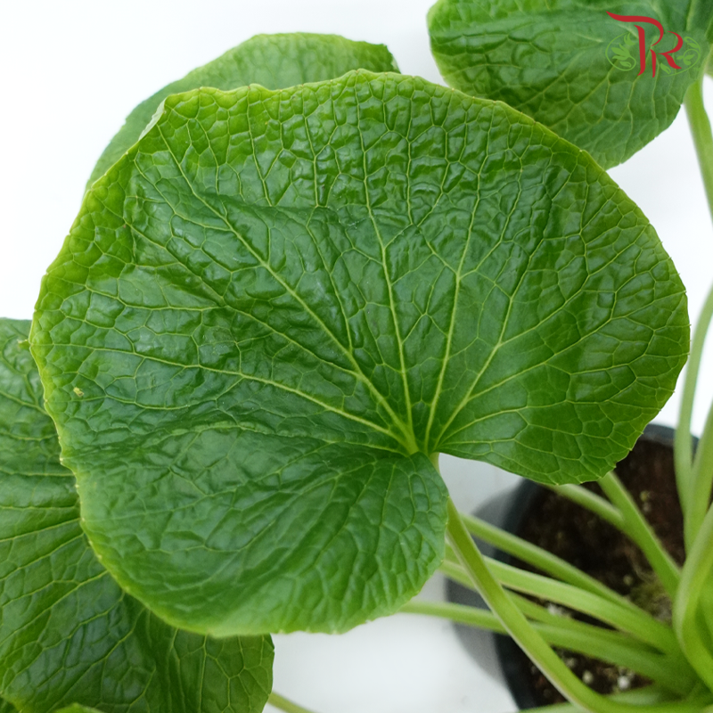 Wasabi Plant P270 《芥末》