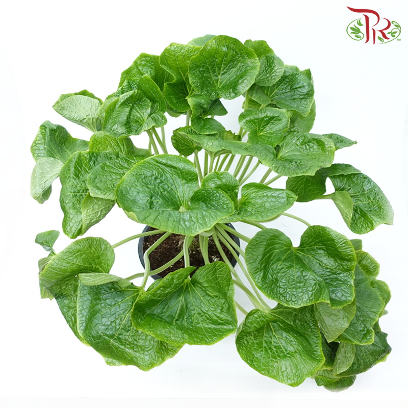 Wasabi Plant P270 《芥末》