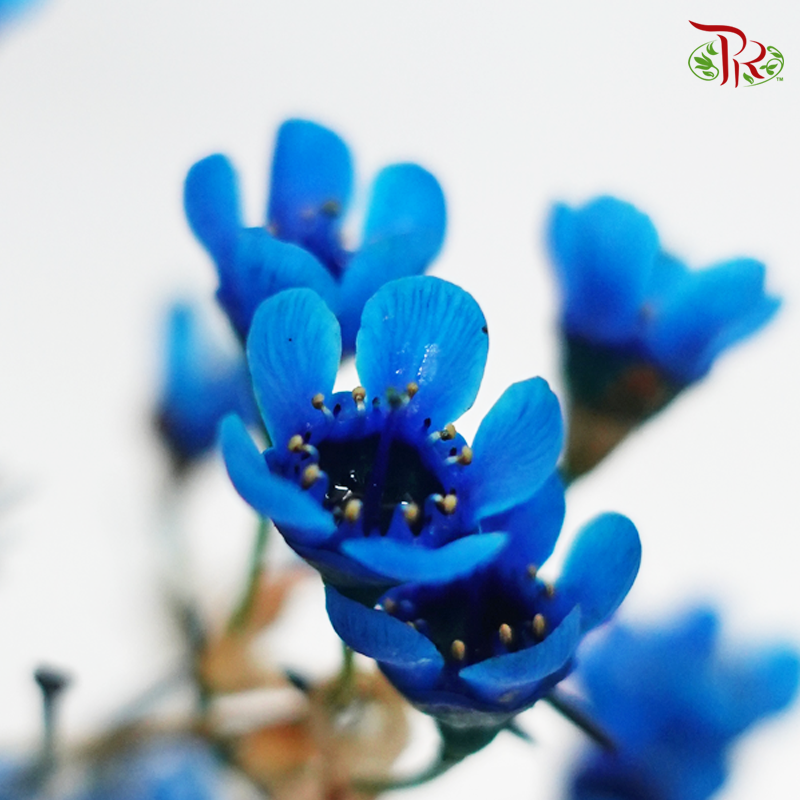 Wax Flower - Blue (Per Bunch)-Blue-China-prflorist.com.my