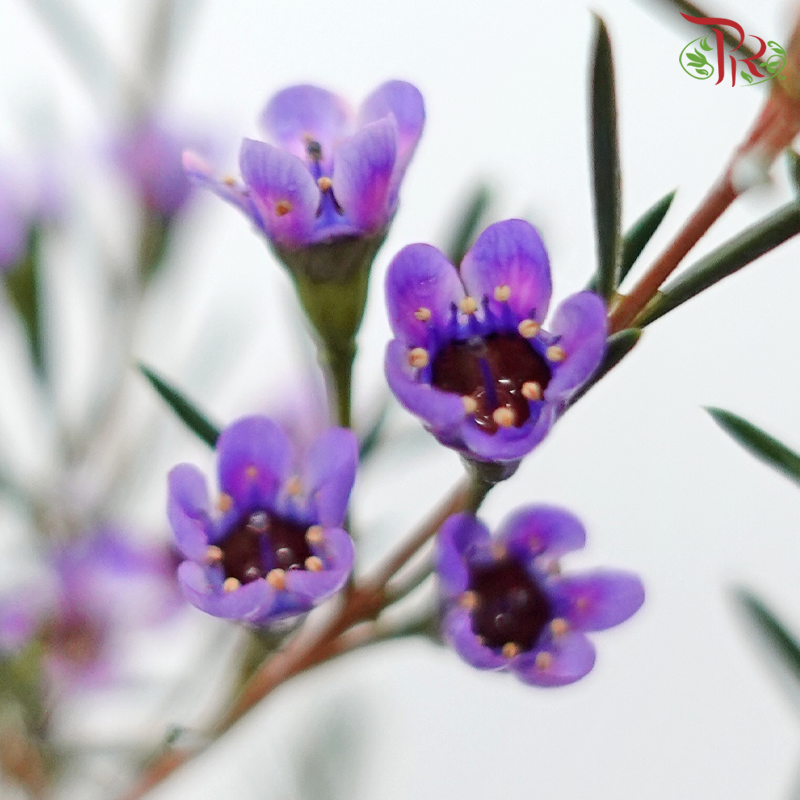 Wax Flower - Bright Purple (Per Bunch)-Bright Purple-China-prflorist.com.my