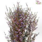Wax Flower - Bright Purple (Per Bunch)-Bright Purple-China-prflorist.com.my