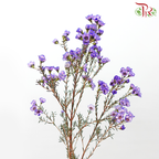 Wax Flower - Bright Purple (Per Bunch)-Bright Purple-China-prflorist.com.my
