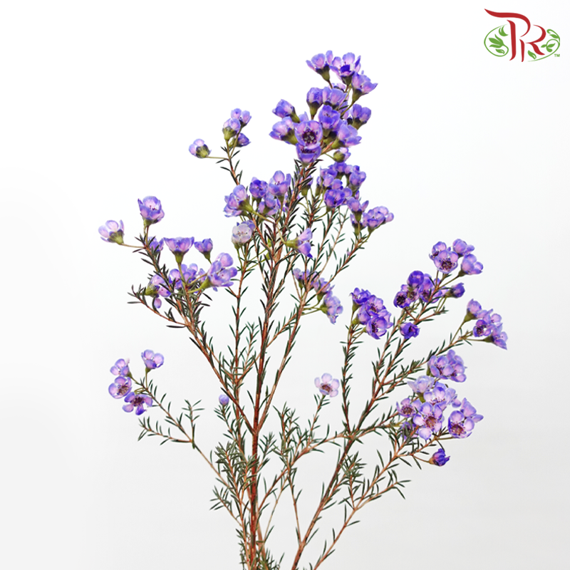 Wax Flower - Bright Purple (Per Bunch)-Bright Purple-China-prflorist.com.my