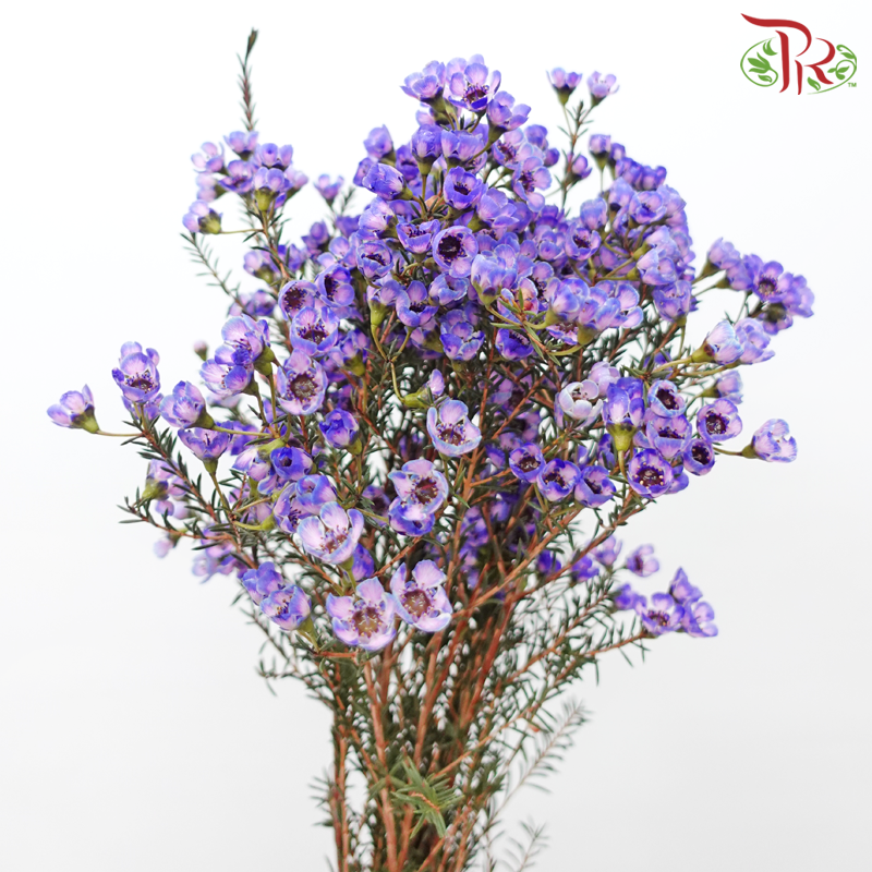 Wax Flower - Bright Purple (Per Bunch)-Bright Purple-China-prflorist.com.my
