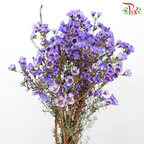 Wax Flower - Bright Purple (Per Bunch)-Bright Purple-China-prflorist.com.my