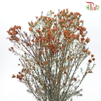 Wax Flower - Brown (Per Bunch)-Brown-China-prflorist.com.my