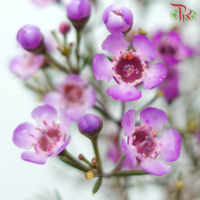 Wax Flower - Jupiter (5 Stems)-Grape-Africa-prflorist.com.my