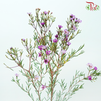 Wax Flower - Jupiter (5 Stems)-Grape-Africa-prflorist.com.my