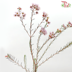 Wax Flower - Light Pink (Per Bunch)-Light Pink-China-prflorist.com.my
