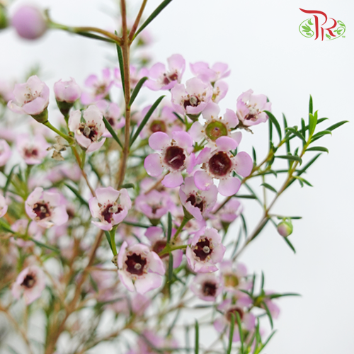 Wax Flower - Lilac (5 Stems)-Lilac-Africa-prflorist.com.my