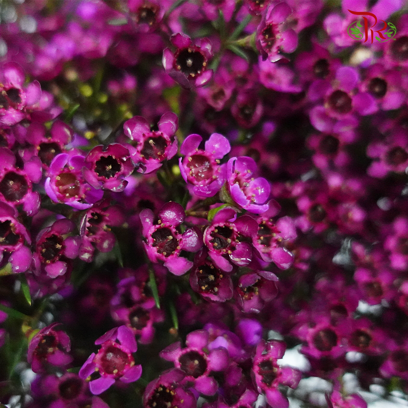 Wax Flower - Purple (5 Stems)-Purple-Africa-prflorist.com.my