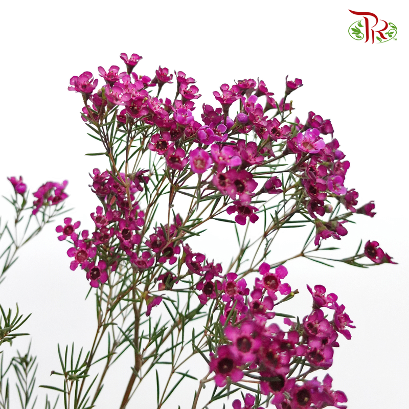 Wax Flower - Purple (5 Stems)-Purple-Africa-prflorist.com.my