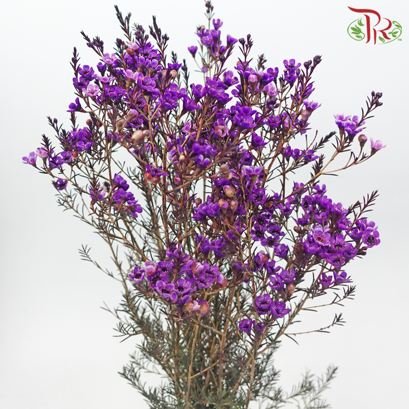 Wax Flower - Purple (Per Bunch)-Bright Purple-China-prflorist.com.my