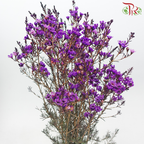 Wax Flower - Purple (Per Bunch)-Bright Purple-China-prflorist.com.my