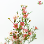 Wax Flower - Sweet Cherry Pink (5 Stems)-Cherry Pink-Africa-prflorist.com.my