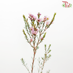 Wax Flower - Taffy Pink (Per Bunch)-Pink-China-prflorist.com.my