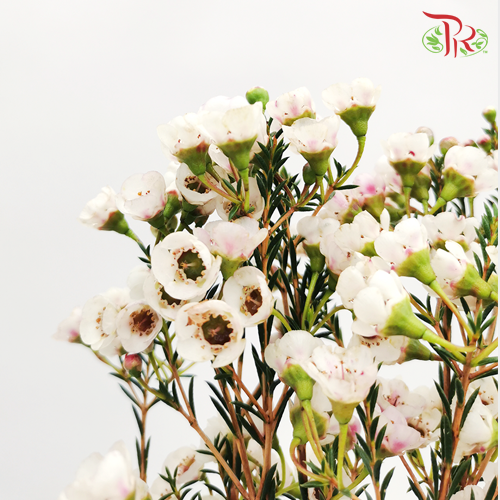 Wax Flower - White (Per Bunch)-White-China-prflorist.com.my