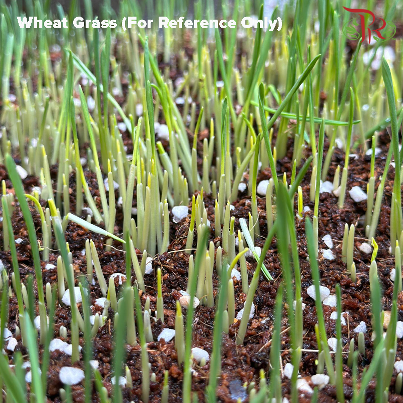 Wheatgrass Seeds《小麦草种子》