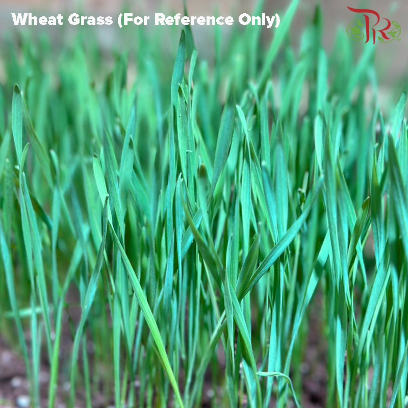 Wheatgrass Seeds《小麦草种子》