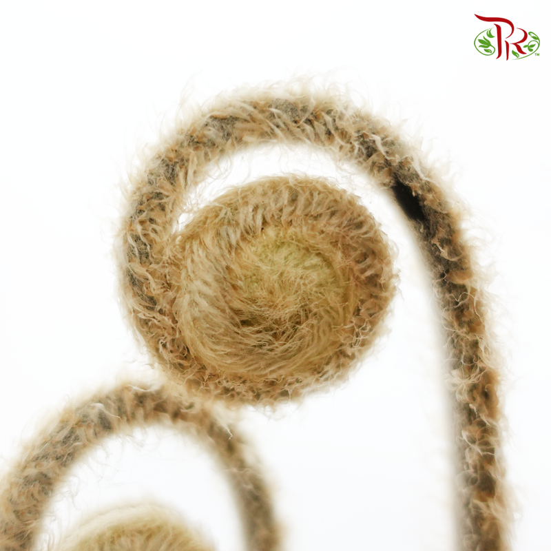 Wild Cat (Per Bunch)-Brown-Import-prflorist.com.my