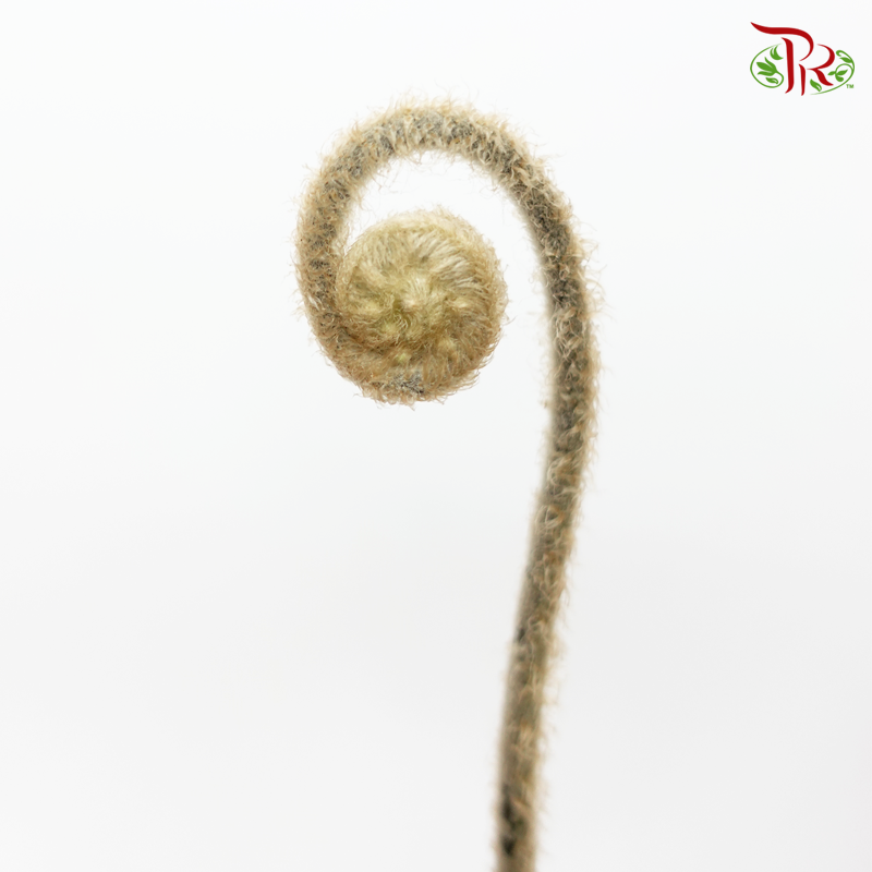 Wild Cat (Per Bunch)-Brown-Import-prflorist.com.my