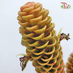 Wild Ginger (S) - (2 Stems)-Brown-Malaysia-prflorist.com.my