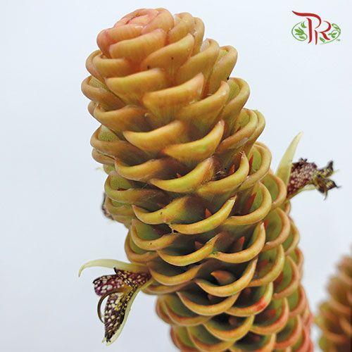 Wild Ginger (S) - (2 Stems)-Brown-Malaysia-prflorist.com.my