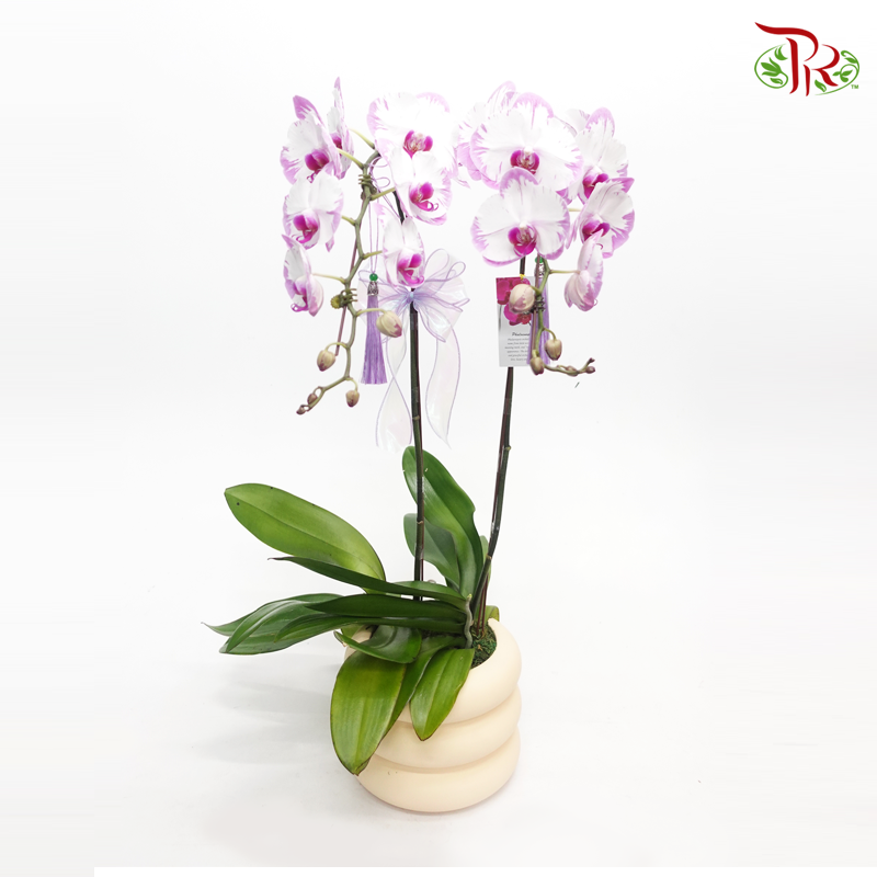 Wonderful Gift- Di Pots Orchid Arrangement (Random Choose Colour)-Pudu Ria Florist-prflorist.com.my