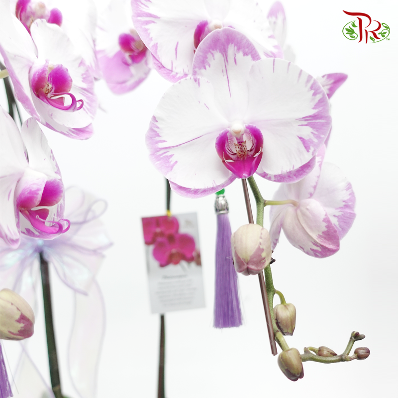 Wonderful Gift- Di Pots Orchid Arrangement (Random Choose Colour)-Pudu Ria Florist-prflorist.com.my
