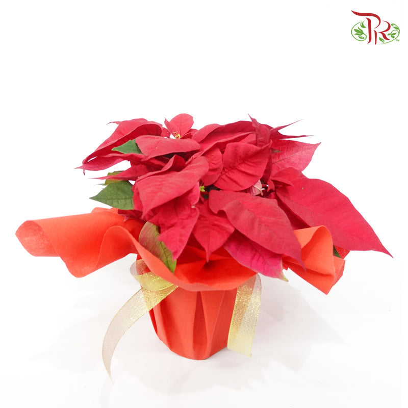 Wrapped Poinsettia Pot Plant 《圣诞红》 - Pudu Ria Florist