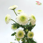 Pom Pom - Florini Doria White (10 Stems) - Pudu Ria Florist
