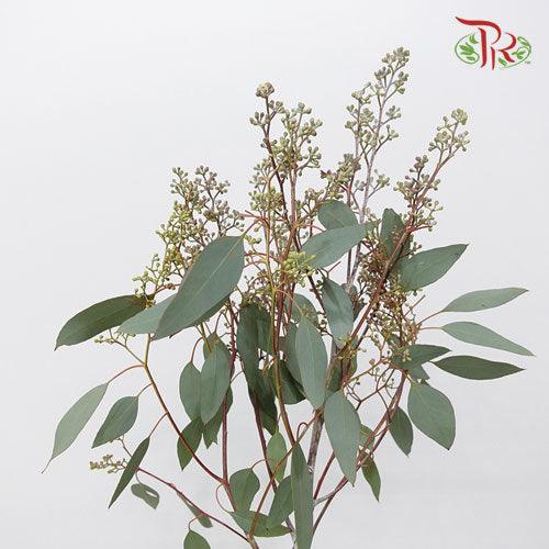 Eucalyptus Populus Berry - (100g-200g) - Pudu Ria Florist