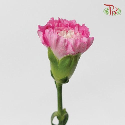 Carnation - Car Tonic Golem (19-20 Stems) - Pudu Ria Florist
