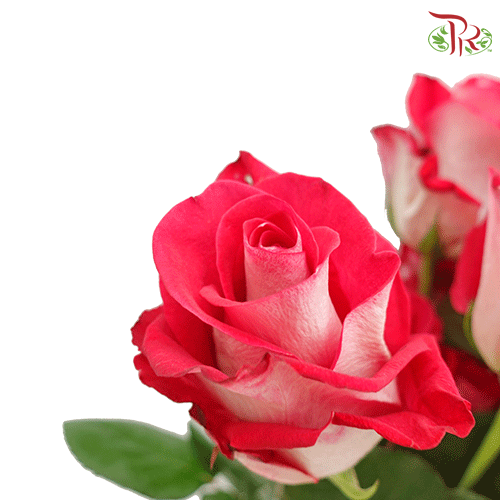 Ceres Rose - Bluez (25 stems) - Pudu Ria Florist