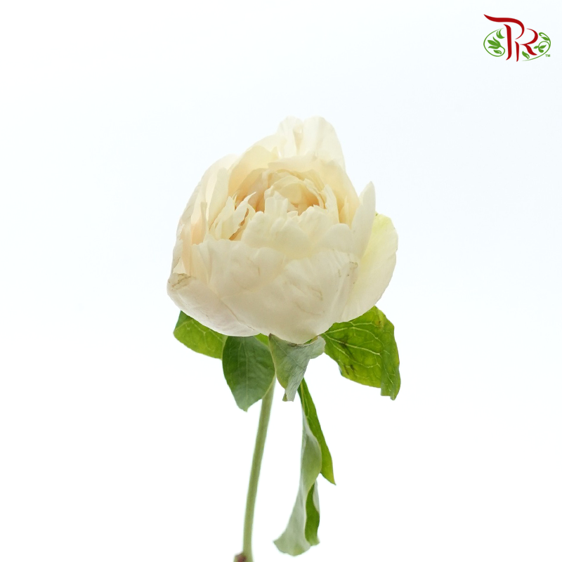 Peony 《牡丹》- Small / Medium Head