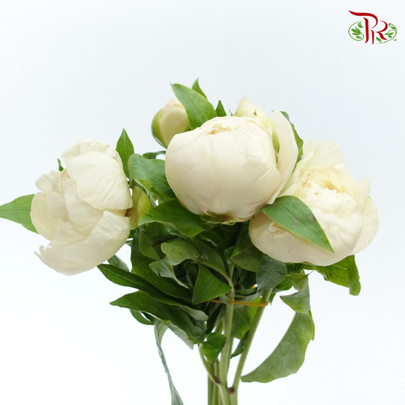 Peony 《牡丹》- Small / Medium Head