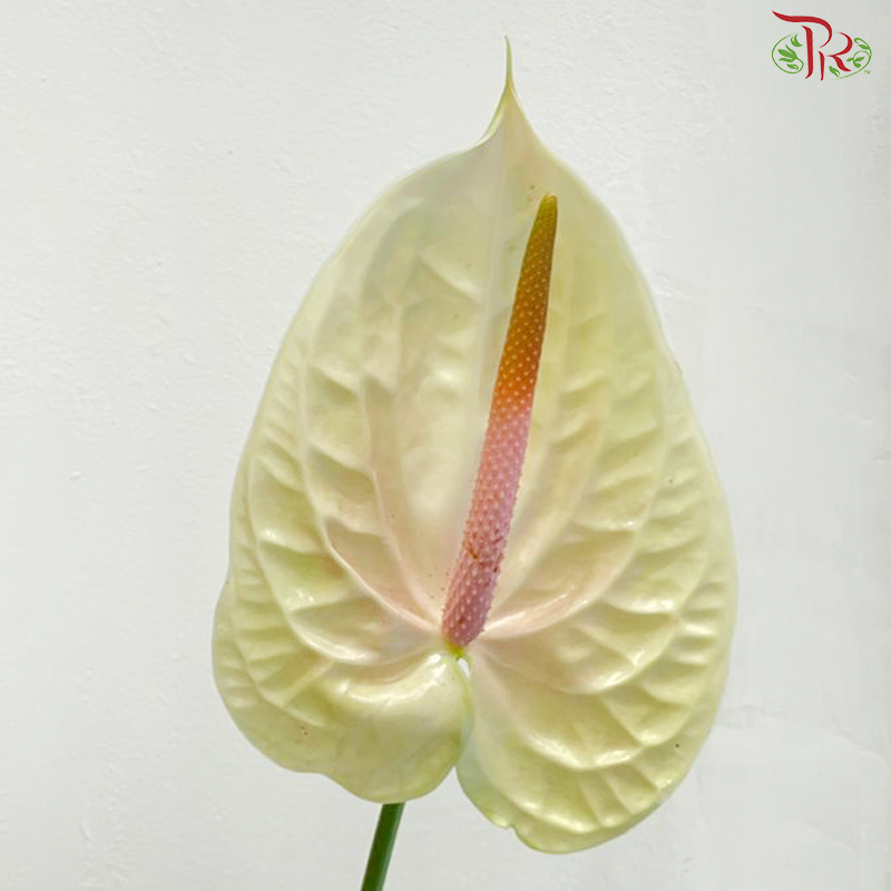Anthurium