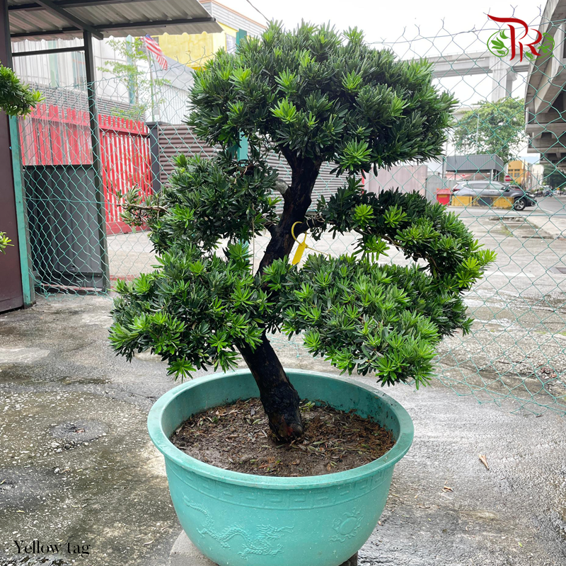 Podocarpus (金钻）Yellow Tag (HE)